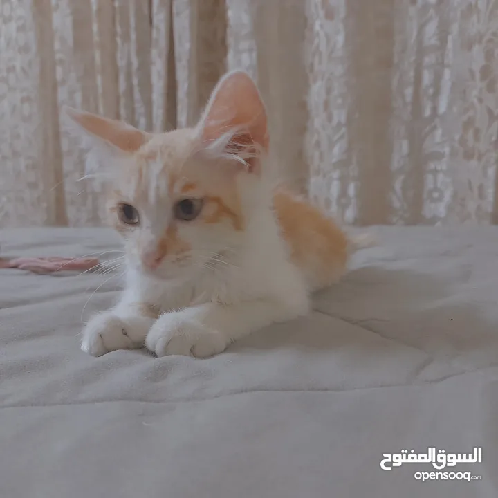 قطط لتبني ذكر وانثى عمر شهرين ونص