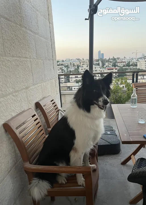 Border collie لاول مرة في الاردن