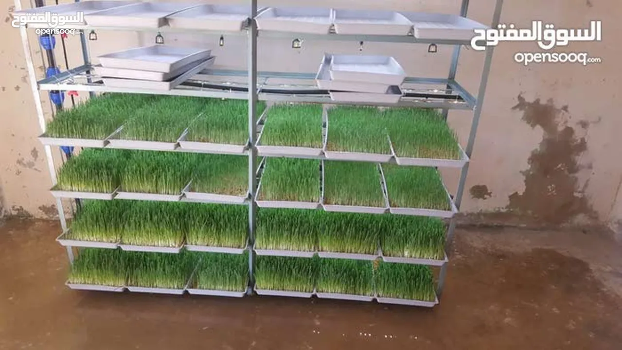 استنبات شعير  شعير مستنبت Sprouted   صواني استنبات شعير Barley germination barley