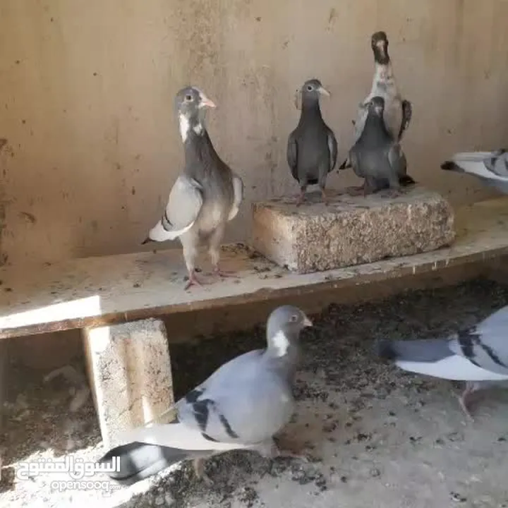 فراخ ومخالفي