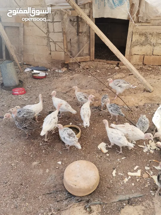 دجاح رومي حبش