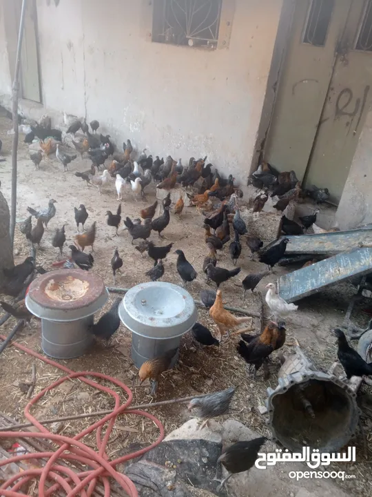 فراخ بلدي عمر شهرين ونص مطعمات جميع التطعيمات اي بي ولقاح ونيونكسل