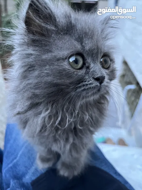 British longhair برتش لونج هير