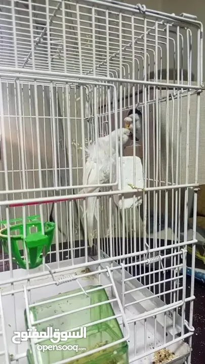 جوزين لاسونج البينو عين حمره زي الدم مستوى عالي وردات وكرست جوزين صحه ونظافة  بسعر مناسب