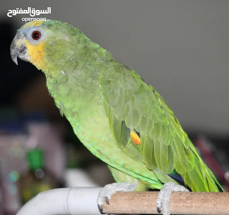 ما شاء الله  ببغاء اورنج وينج امزوني مع قفص كبير