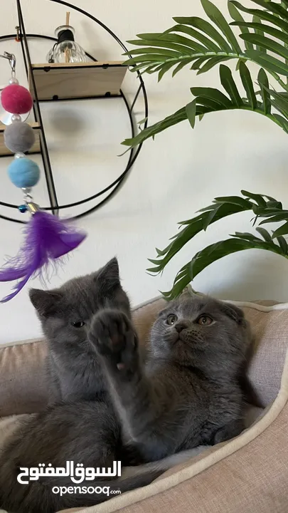 The Scottish Fold and Straight Blue are very high standard