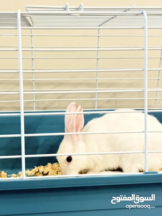 Selling a Dwarf Rex Mix Rabbit