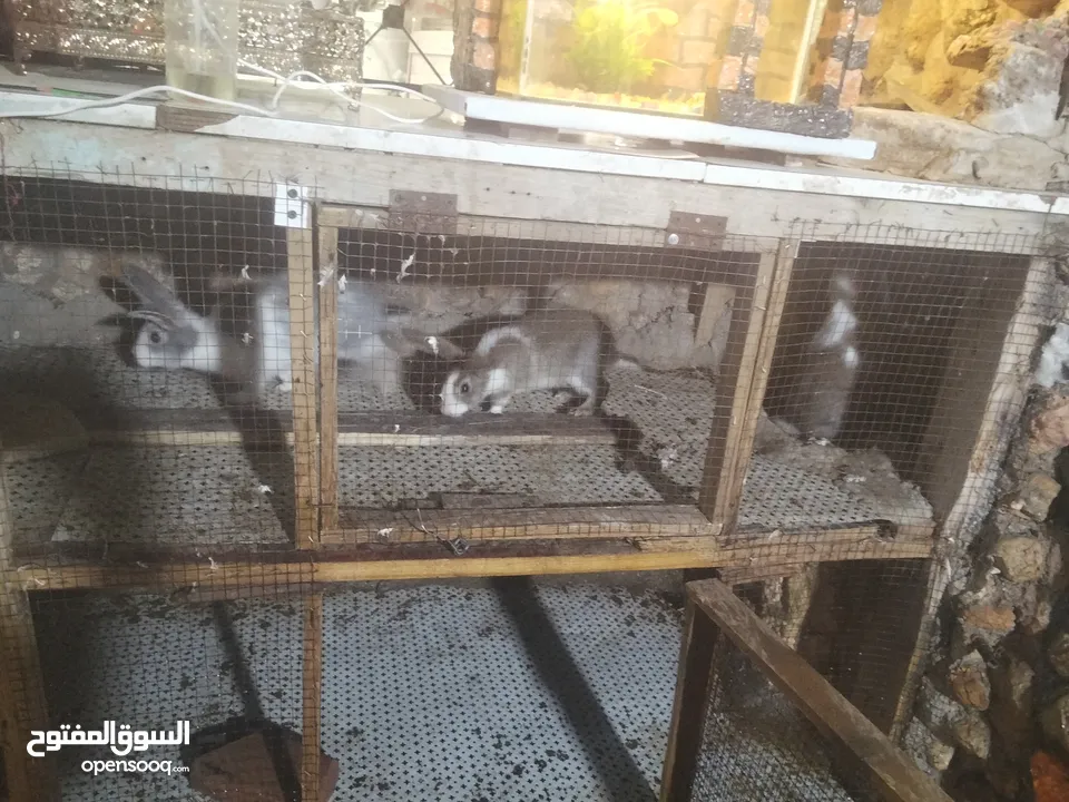 ارانب للبيع  كوم 8 حبات عمرهم شهرين ونص للتواصل  ع الواتس اب
