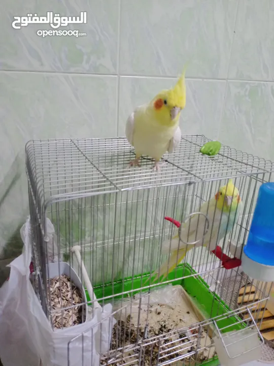 ذكر كوكتيل لاتينو ثوب كامل حجم جامبو عمر سنتين ونصف نصف أليف يصفر تصفيرات كتيرة جاهز للتزاوج