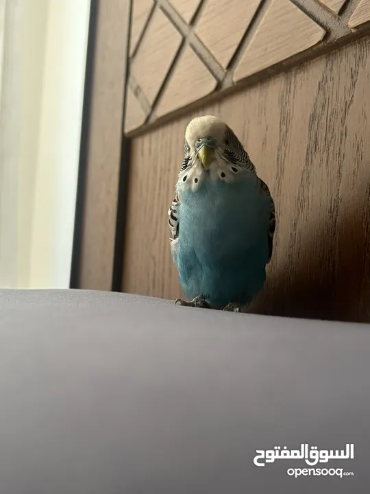 طائر حب نادر أليف  A rare love bird