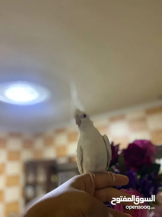 انثى كوكتيل البينو عين حمرا اليف ولعوب وهادي وشغاله جوز روز شغلات واليفات امنتيجات عندي وذكر روزاليف