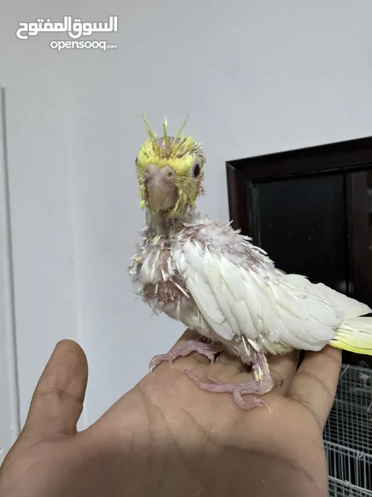 ‏فراخ طيور كوكتيل