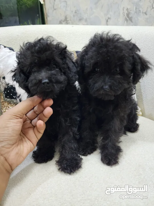 Toy Poodle Female Puppies