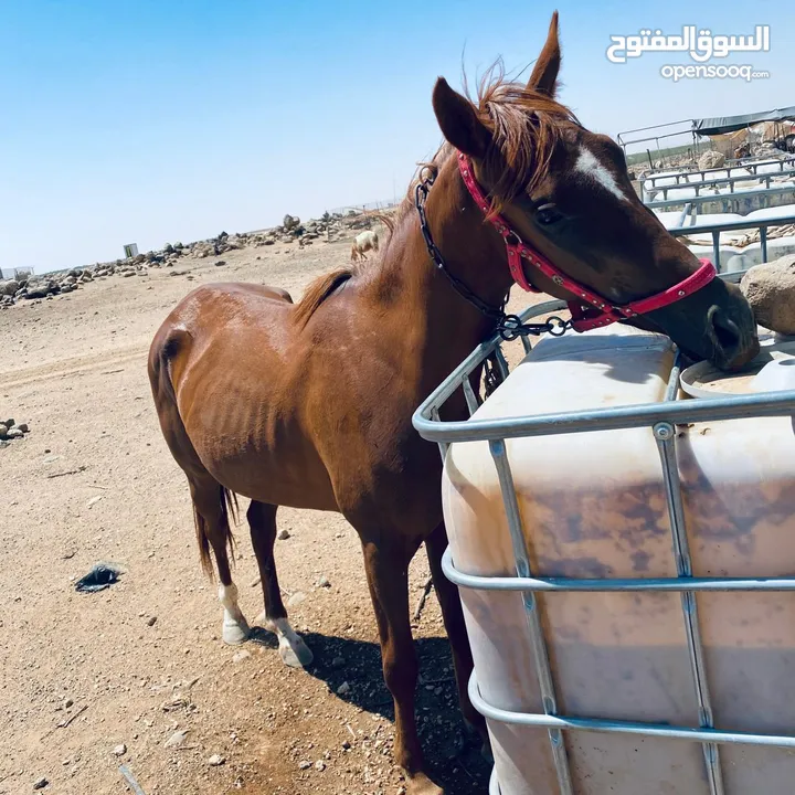 خيل لبيع العمر سنتين