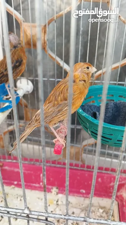 طواير شغلات