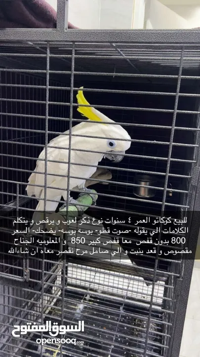 للبيع ببغاء كوكاتو يحب العب ويحب الرقص ويتكلم