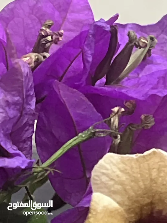 غرفة برايڤت لشخص