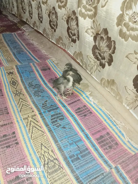 صيصان باكستاني اصلي
