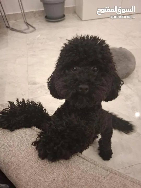 Toy poodle