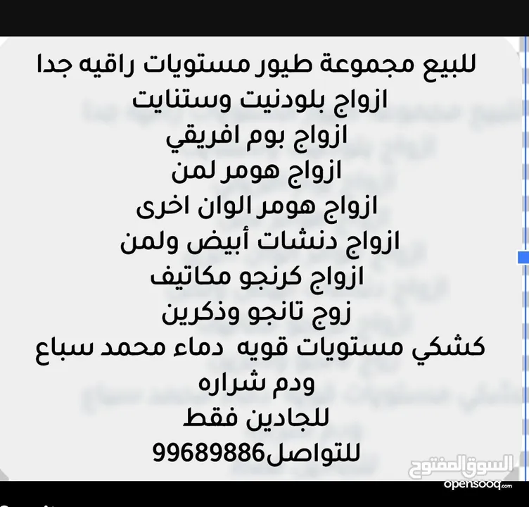 طيور زينه مستويات قويه