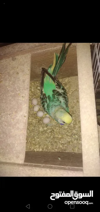 3 جواز حب شغالات مع بيض وفراخ مقفصات