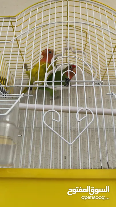 طيور حب - Love birds + زوج درة هندي منتج مع القفص     Indian parrot couple cage included