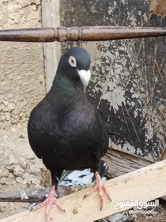 كوم حمام حوالي من 35 إلى 40 طير  للبيع
