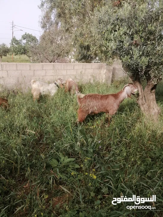 معز للبيع في حسبان