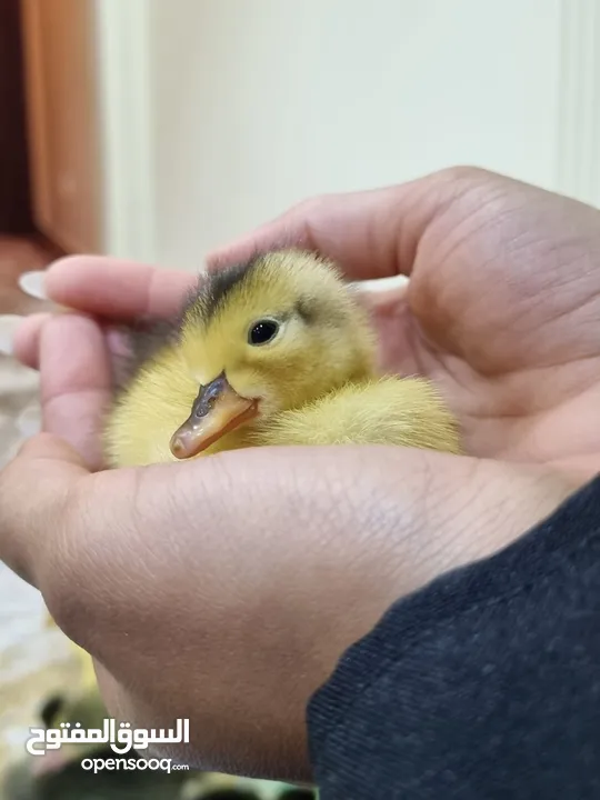 cute ducklings