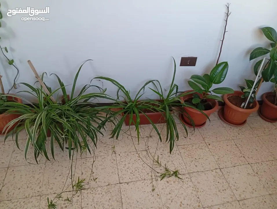 زريعة للبيع