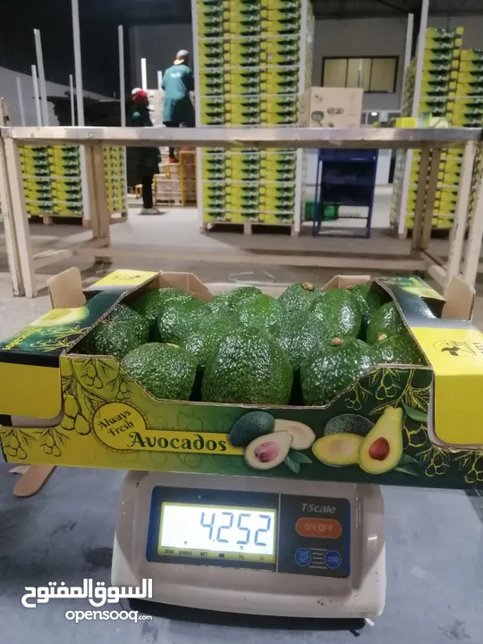 Fresh Avocado الأفوكادو