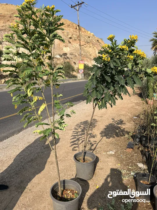 كافة أصناف اشجار الزينه