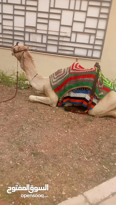 جمل للبيع مطبع عمره بين 7/6 سنوات  جرش