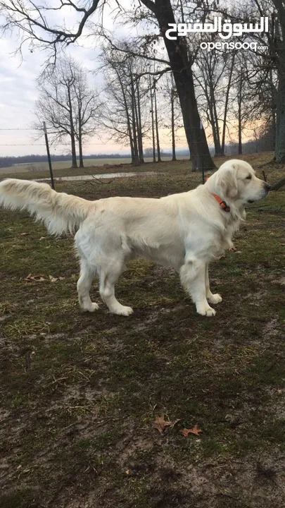 Pure Golden Retriever