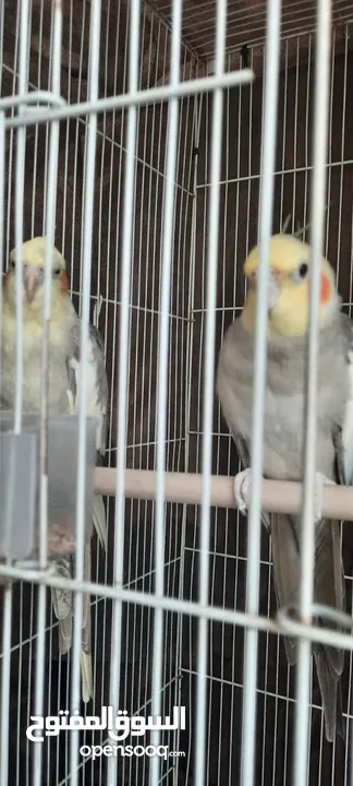 Two beautiful male and female cockatiels For Serious People only