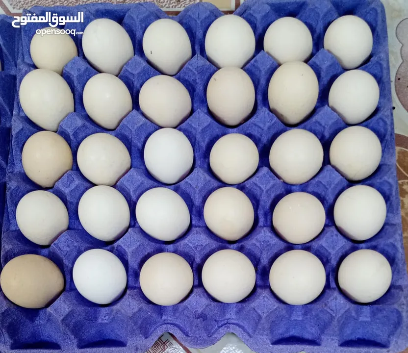بيض عماني لابيع