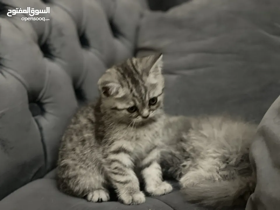 كتن سكوتش فولد و ستريت وام منتجه