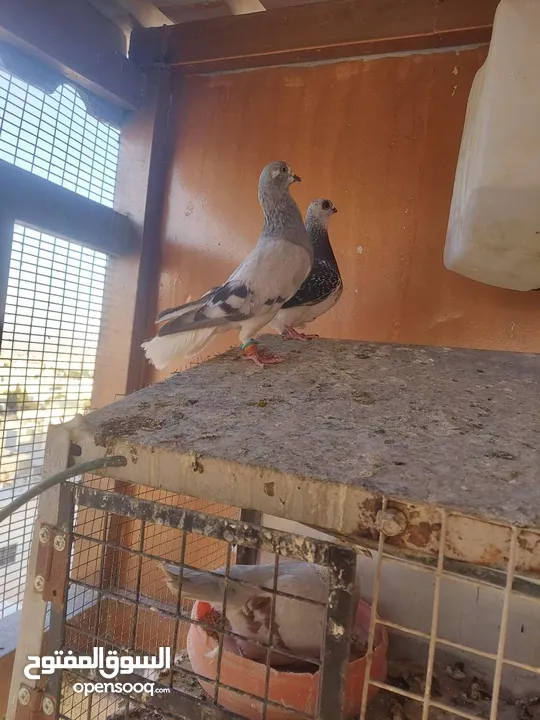 فحول وطواير للبيع
