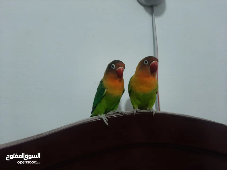 2 breeding lover birds need it Gone ASAP (cage included)