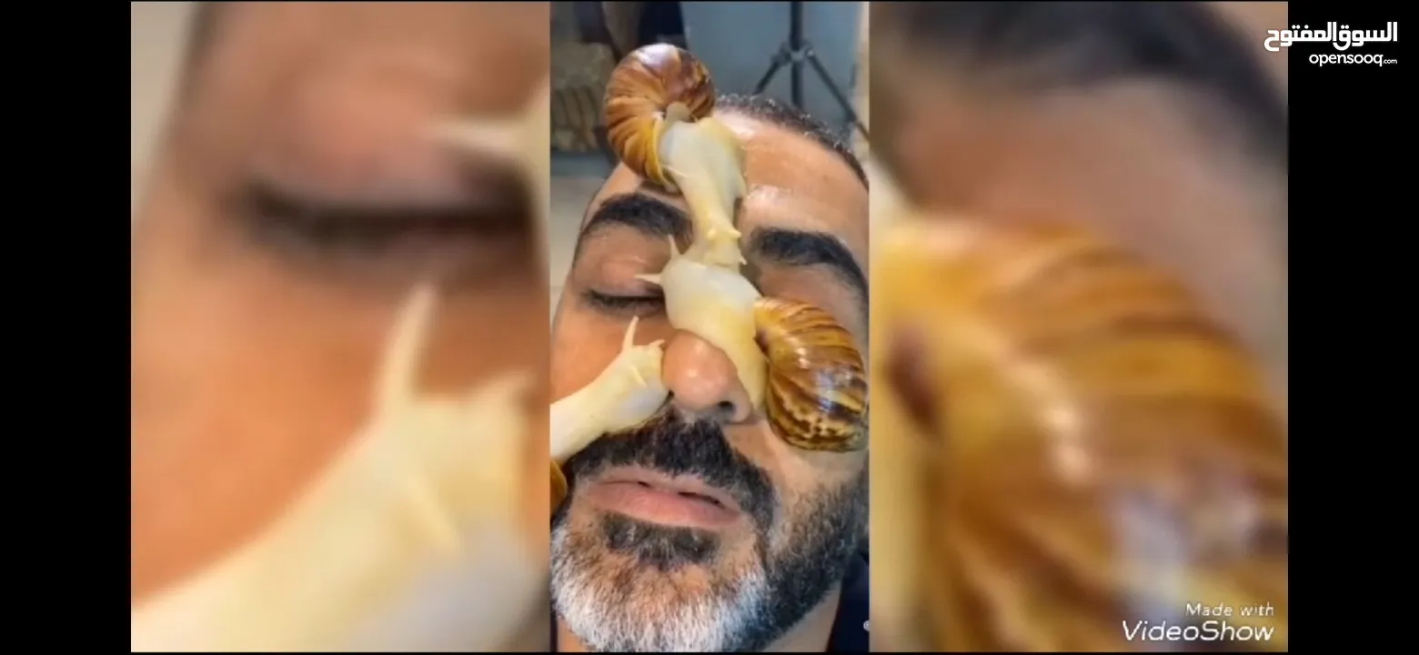 حبزون افريقي العملاق في الاردن