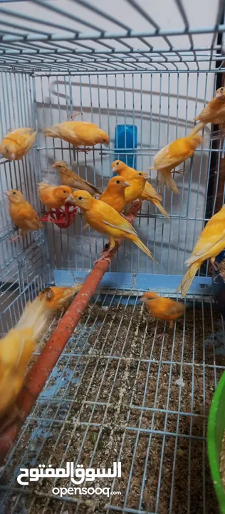 حبات احمر دم وجزري غامق نخب
