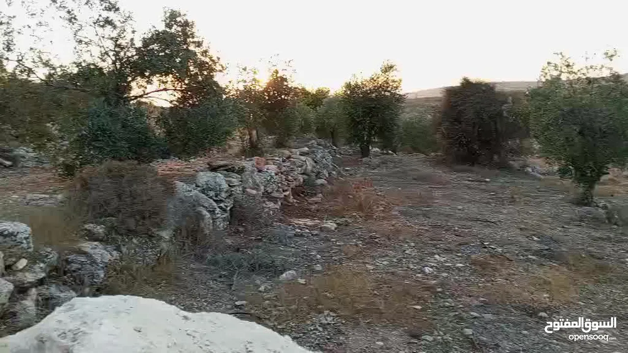 ارضـ مزروعـة زيـتـونـ للـبـيـعـ فيـ صـوريـفـ