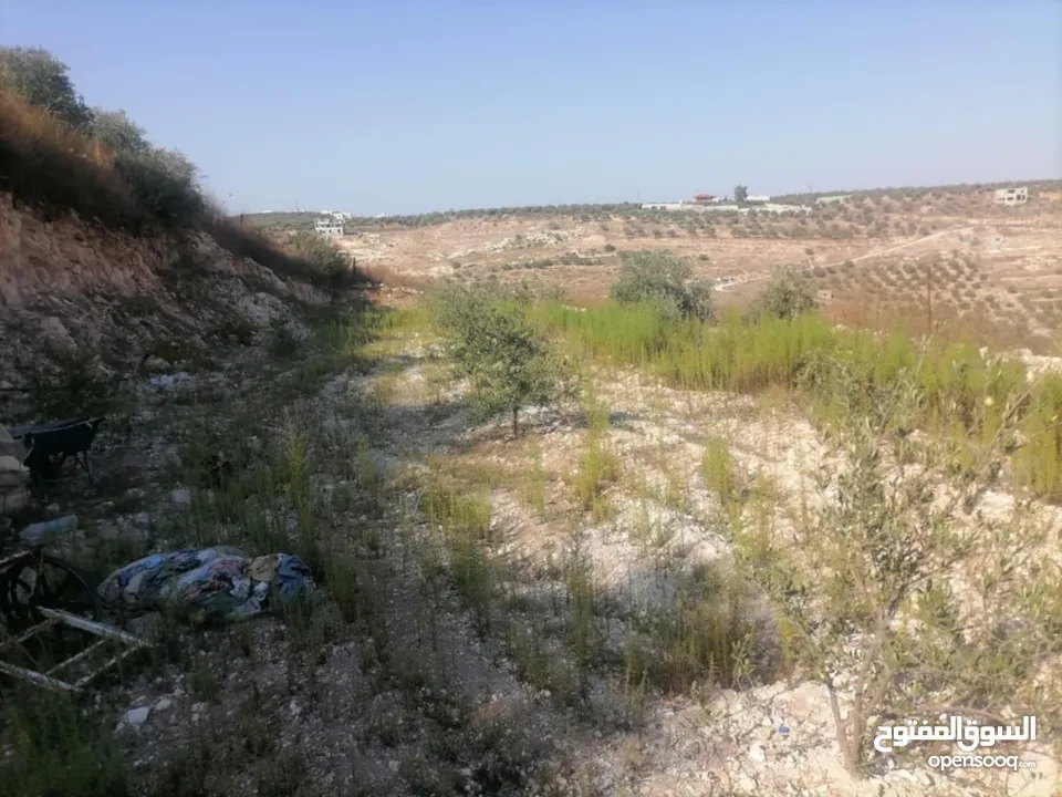 قطعة ارض للبيع 5,300  فيها 80 زيتون وفيها 80شجر مشكل مثل لوز كرز خوخو وفيها 30 دوالي العمر 3سنين