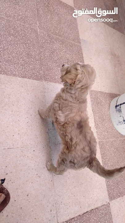 كلب عمر شهرين بيور