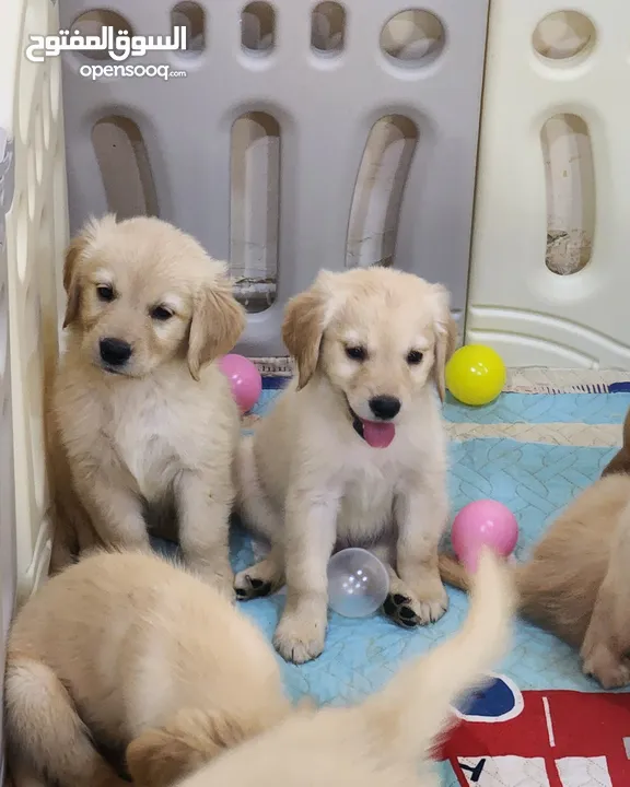 GOLDEN RETRIEVER PUPPY 45 DAYS OLD