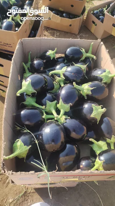 باذنجان 10 كجم  eggplant 10 kg