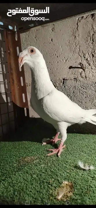 مطلوب فحل مراسلي عجل بسعر مناسب