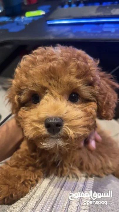 Toy poodle توي بودل