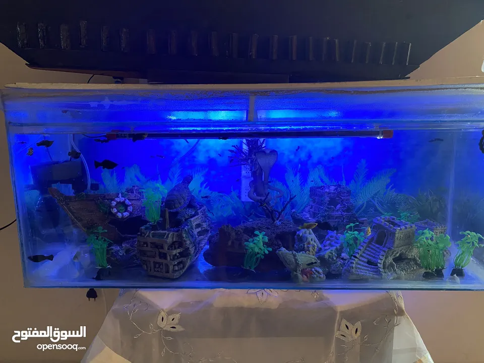 حواض سمك للبيع