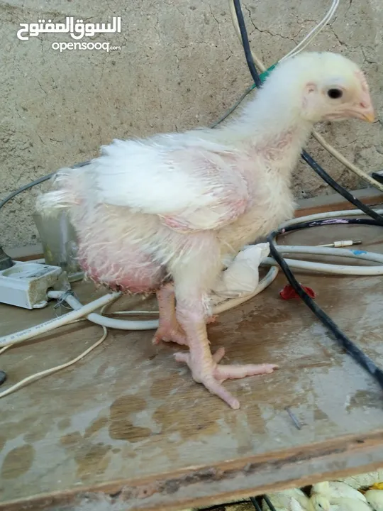 صوص لاحم نوع روس صحه وخالي من الامىاض
